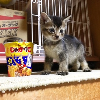 アビシニアン風の活発なおんなのこ