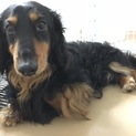 狭い場所で飼育、しっかりお散歩のダックスくん