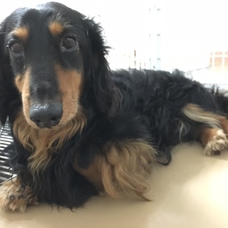 狭い場所で飼育、しっかりお散歩のダックスくん