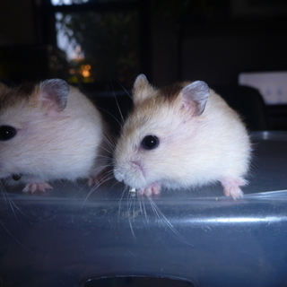 7/29生まれの２匹のハムスター★恐らく女の子です