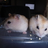 7/29生まれの２匹のハムスター★恐らく女の子です サムネイル2