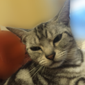 美人猫ちゃんです。