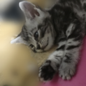 かわいい仔猫です