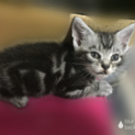 かわいい仔猫です