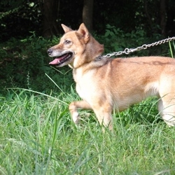 お久しぶりのよつばさん