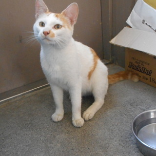 スリスリの白茶くん