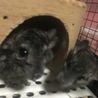 【決定】チンチラの２匹の子どもの里親さんを サムネイル2