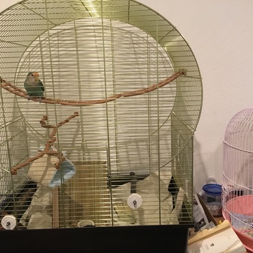 ゴールドのお家が来ました！