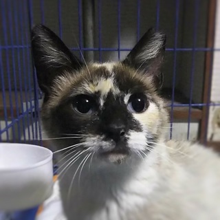 シャムミケちゃん