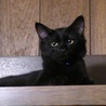 人馴れしています半長毛黒猫スーちゃん♂約4か月　　 サムネイル2