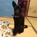 急募！1歳半雑種の里親さん！