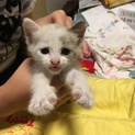 かわいい子猫の里親さん募集！！！