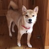 の写真
