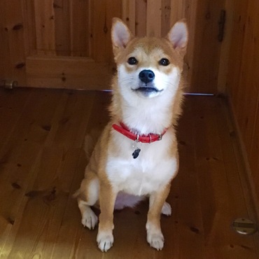 ボールちょうだい