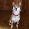 ボールちょうだい