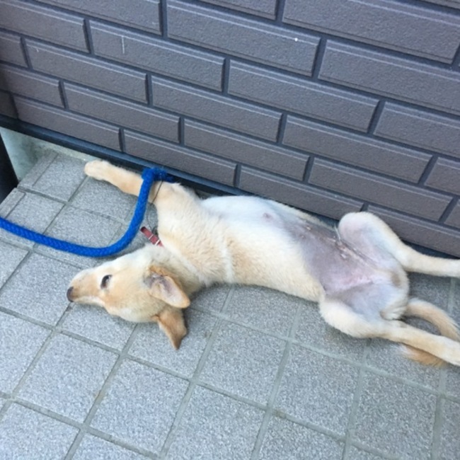 坂本のぶえのカバー写真