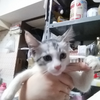 おめめクリクリ(ФωФ)美少女にゃん！