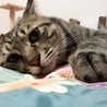 の写真