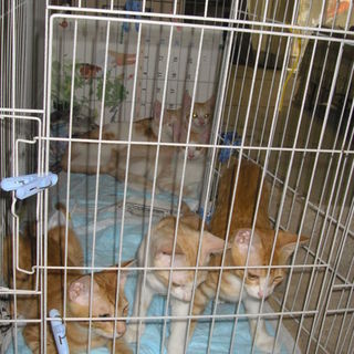 迷い猫が産んだ子猫六匹の里親さんを急募！！