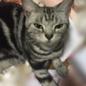 クールな美人猫です。