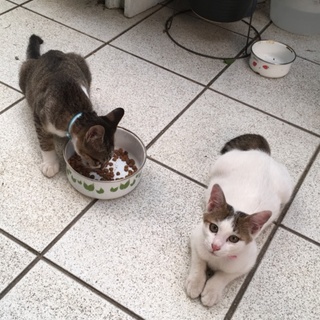 兄弟猫(シロ)