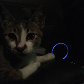 兄弟猫(キジ)