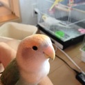インコ3羽の里親を探しています