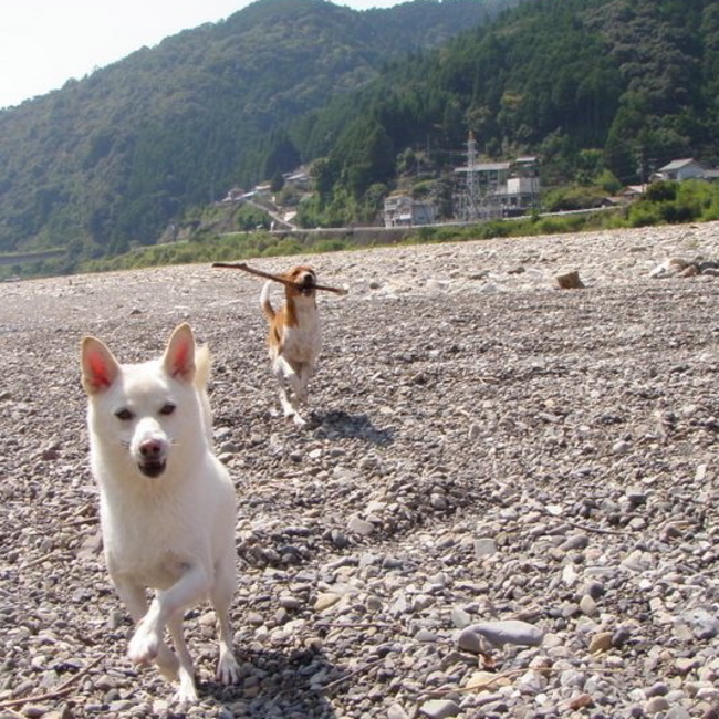 ぴん太のカバー写真
