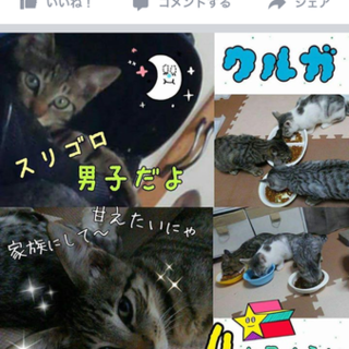 急募！！兄弟猫募集です！