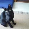 4ヶ月 黒猫の子猫♂
