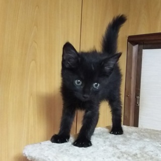 この子を新しい家族に迎えて下さい