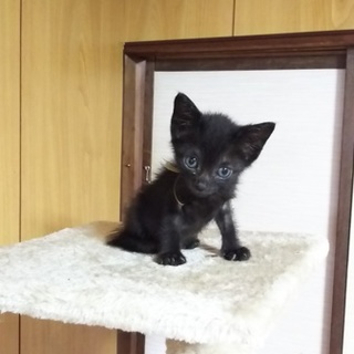 この子を新しい家族に迎えて下さい