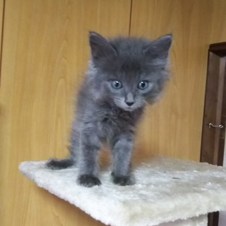 この子を新しい家族に迎えて下さい