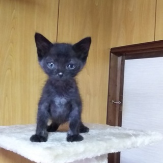 ピカピカの一年生です[保育園の成長記録掲載中]