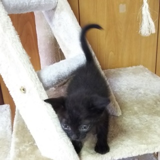 この子を新しい家族に迎えて下さい