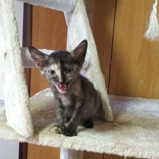 ピカピカの一年生です[保育園の成長記録掲載中]