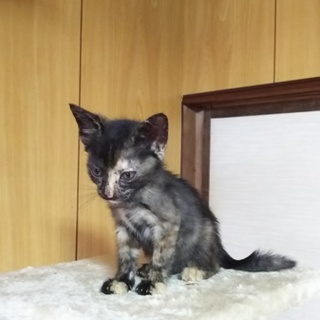 ピカピカの一年生です[保育園の成長記録掲載中]