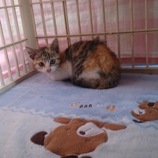子猫ちゃんの里親さんを募集しています！