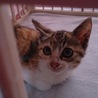 子猫ちゃんの里親さんを募集しています！ サムネイル2