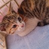 子猫ちゃんの里親さんを募集しています！ サムネイル3