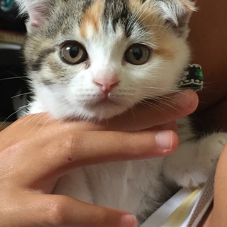 ミケ猫 子猫