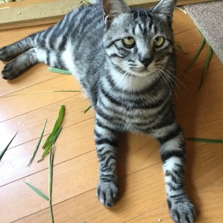 アメショmix? すりゴロデカニャンコ