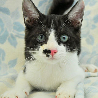 超絶人懐こいスモークｘ白の男の子★マサ君