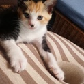 さび、三毛の親子猫の里親様を探しています。