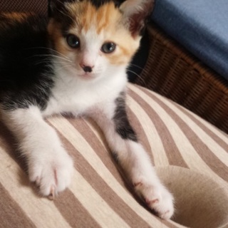 さび、三毛の親子猫の里親様を探しています。
