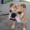 ブルドックのオス※里親さん決まりました