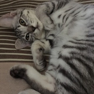 【船橋市】あやめちゃん　評判の美猫さん