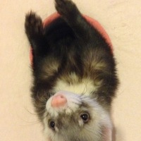 あんこ