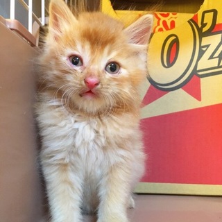 モフモフの茶色男子