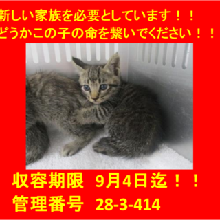 里親決定！！お迎えありがとうございました(^^♪